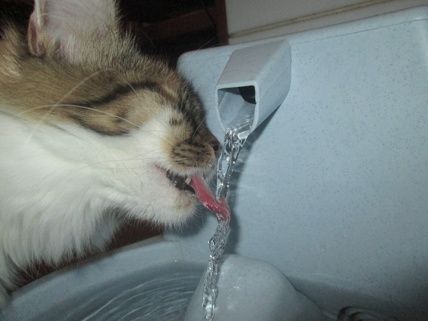 Chat heureux Pattes Fraîches